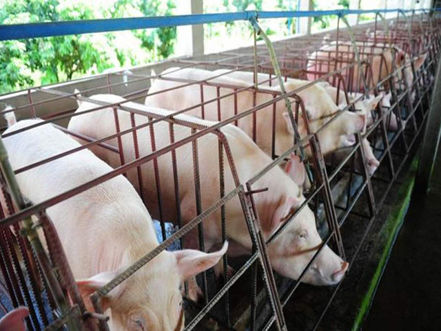 養豬電子護欄規格特點